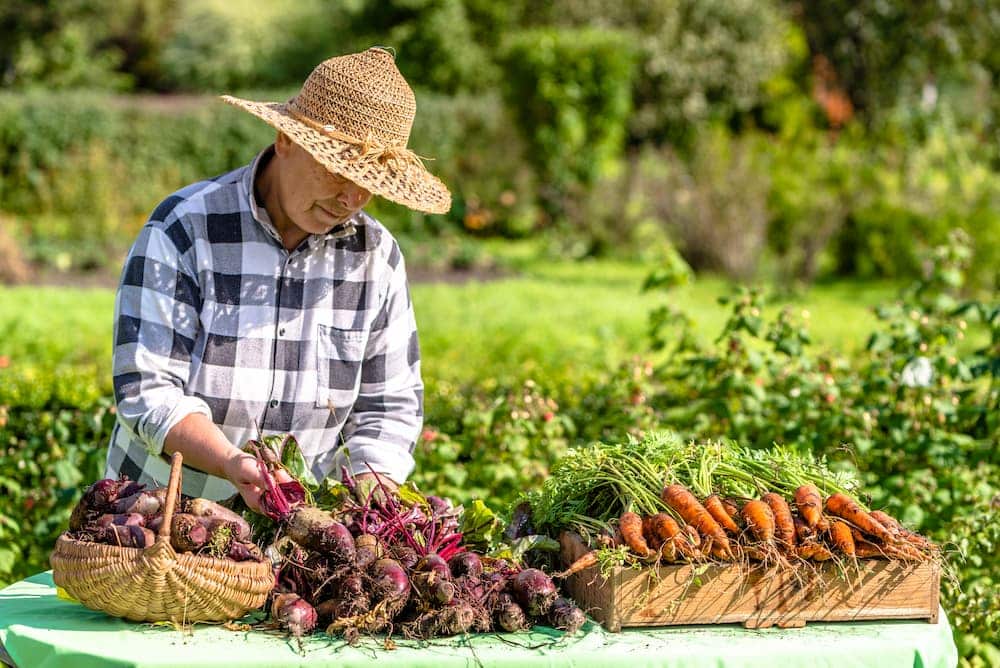 farmer collecting local produce